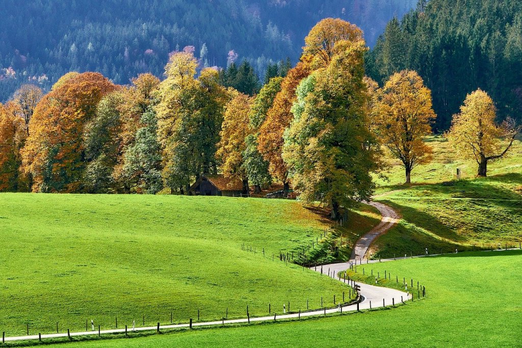 trees